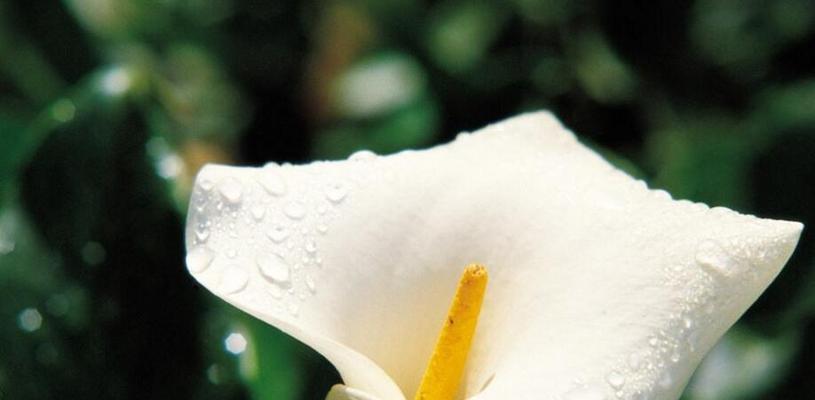 马蹄莲花之黄色花语传递的美丽与希望（探寻黄色马蹄莲的意义，传达希望和温暖的信息）
