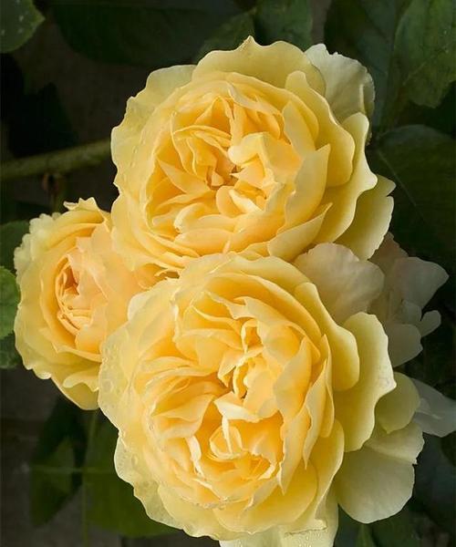 黄色玫瑰的花语与寓意（探寻黄色玫瑰的内涵与象征）