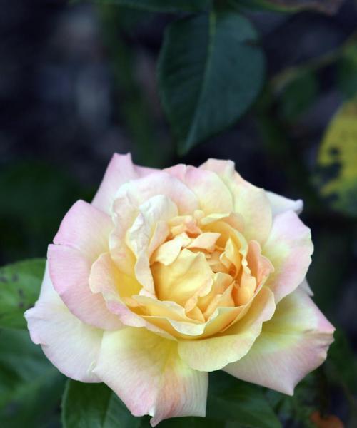 黄色玫瑰的象征意义与美丽魅力（探寻黄色玫瑰的浪漫与温暖，一朵花的故事）