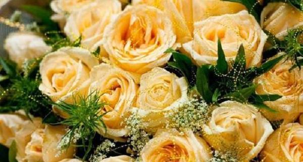 黄色玫瑰的象征意义与美丽魅力（探寻黄色玫瑰的浪漫与温暖，一朵花的故事）