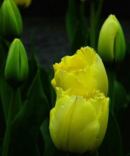 黄色郁金香的花语-阳光与希望（唤醒心灵的明亮使者）