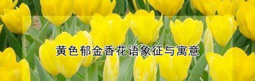 黄色郁金香的花语-阳光与希望（唤醒心灵的明亮使者）