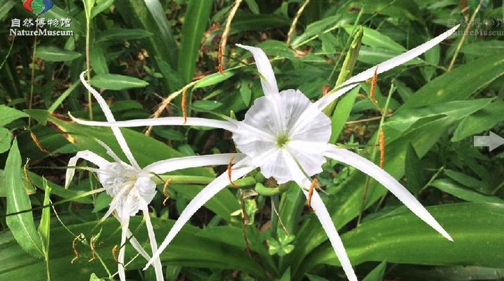 蜘蛛兰的养护方法（打造美丽健康的室内植物）