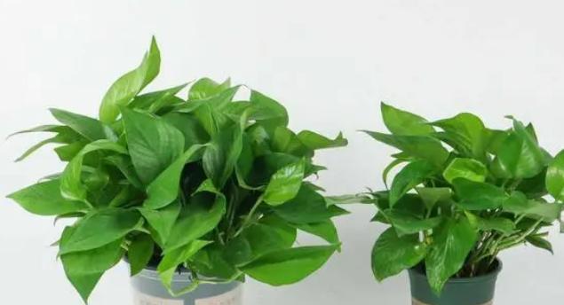 净化空气植物，让家更健康（10种植物为你拯救室内空气污染）
