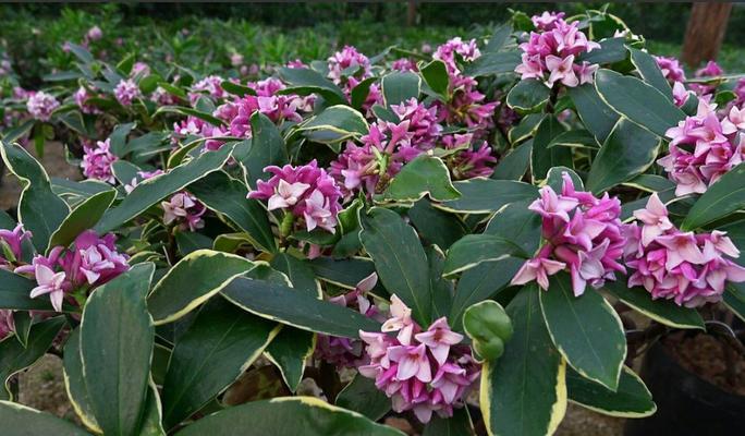 瑞香花喜酸性土壤——浅谈瑞香花的生长与栽培（探寻瑞香花对土壤酸碱度的要求，建立适宜生长环境）