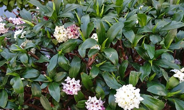 瑞香花喜酸性土壤——浅谈瑞香花的生长与栽培（探寻瑞香花对土壤酸碱度的要求，建立适宜生长环境）