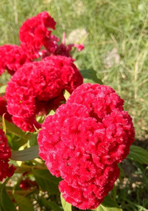 红色鸡冠花的花语与寓意（探秘红色鸡冠花的意义，揭示这朵花背后的秘密）