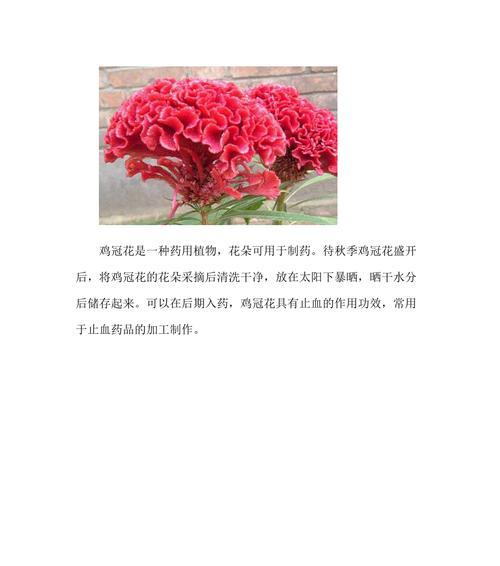 红色鸡冠花的花语与寓意（探秘红色鸡冠花的意义，揭示这朵花背后的秘密）