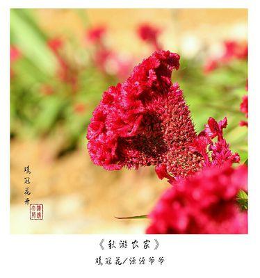 红色鸡冠花的花语与寓意（探秘红色鸡冠花的意义，揭示这朵花背后的秘密）
