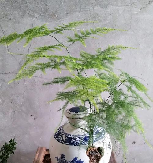 文竹的养殖方法繁殖详解（学会这些技巧，让你的文竹茁壮成长！）