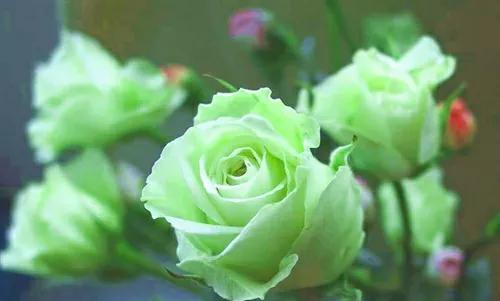 玫瑰的含义与象征——花语探秘（探索玫瑰的深意，解读花朵的秘密语言）