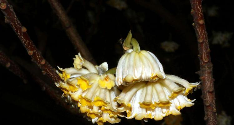 以结香的花语及传说（传说中的以结香，花开如梦）