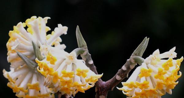 以结香的花语与传说故事（探寻以结香的花语及背后的传说故事，感受其独特魅力）