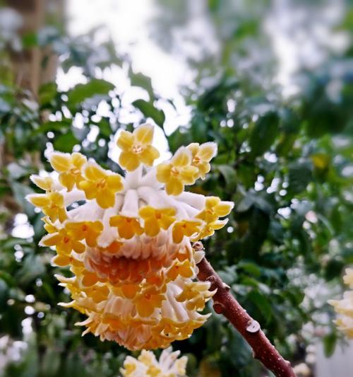 以结香花的寓意（花开花落，馨香永存）