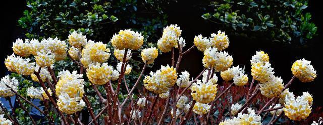 以结香花的寓意（花开花落，馨香永存）