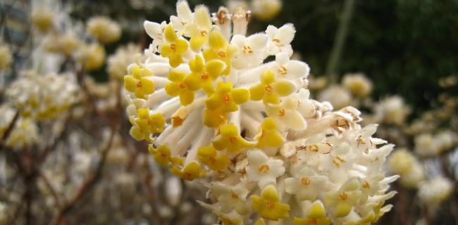 以结香花花语的深意与传承（传统文化中的花朵语言与象征意义）