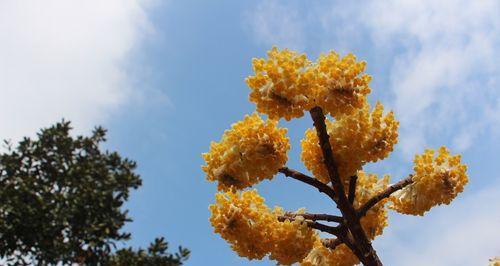 以结香花语的含义和传承（探寻花语中的深意，传承文化中的情感）