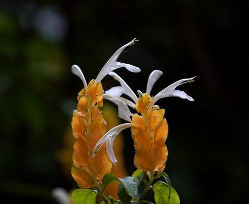 金苞花的花语及象征意义（揭秘金苞花的花语与心灵解读）