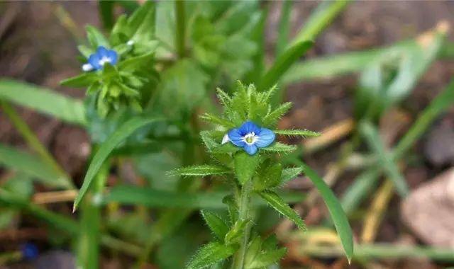 金蝉花的花语——生命的轮回与重生（一朵花的坚强和勇敢，铸就了生命的奇迹）