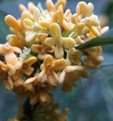 金桂花（金桂花的花语及寓意解析，繁花似锦，带给人们希望与喜悦）