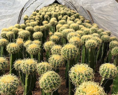 金虎仙人球的寓意及其文化象征（从自由与坚韧到独特之美，探索金虎仙人球的多重寓意）