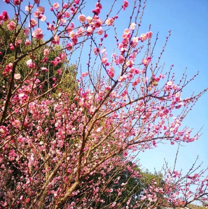 梅花开花季节解析（春末冬初，梅花怒放）