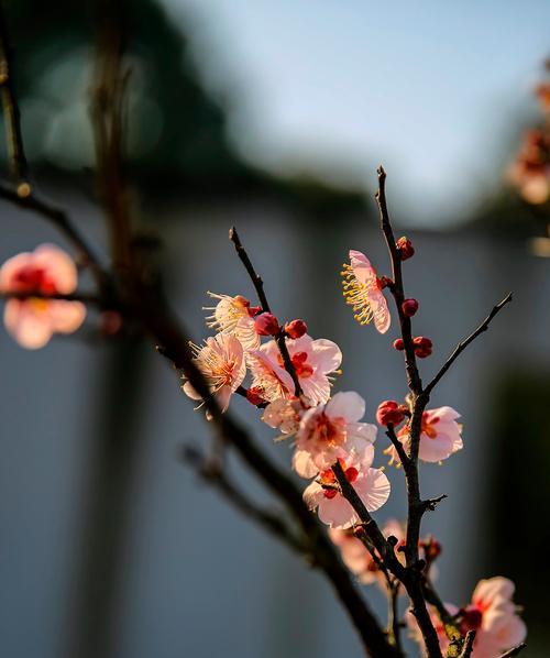 梅花开花季节解析（春末冬初，梅花怒放）