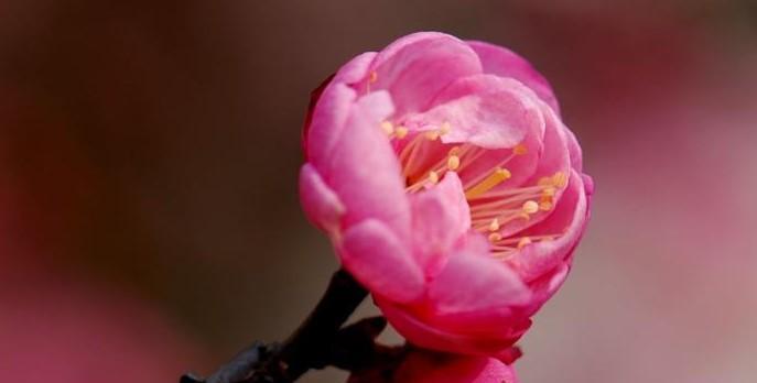 梅花开花季节解析（春末冬初，梅花怒放）