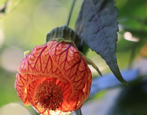 金铃花的花语与寓意（金铃花的美丽与象征）