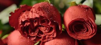 金玫瑰花语的意义和象征（探索金玫瑰的花语，领悟生活的真谛）