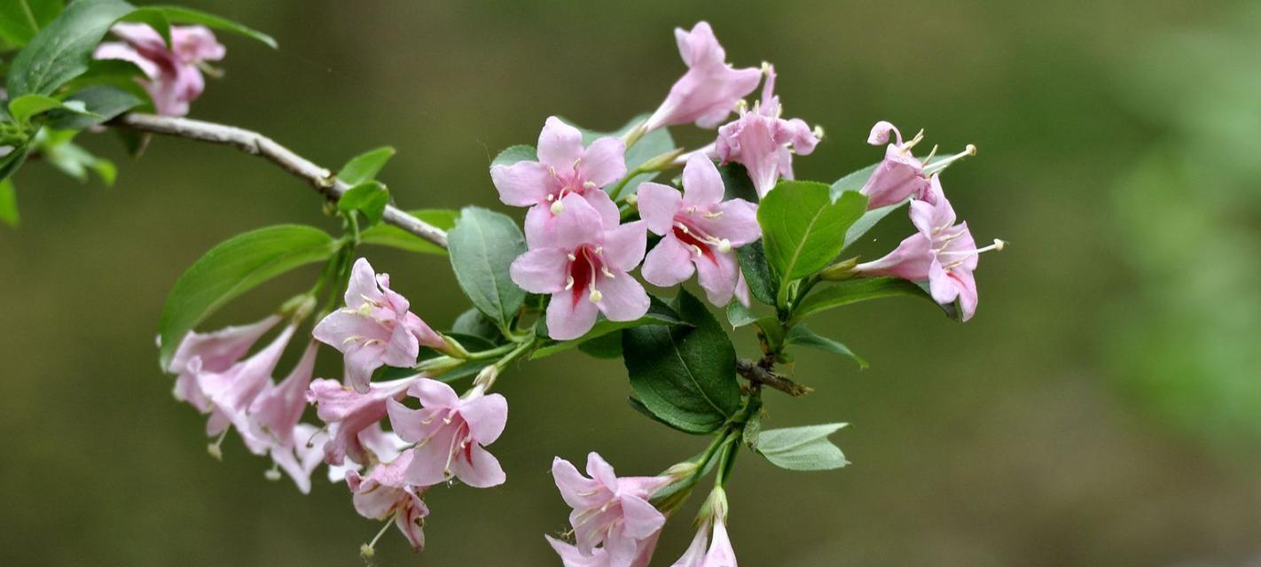 锦带花的花语与寓意（探寻锦带花的含义与象征，让花语传递真情）