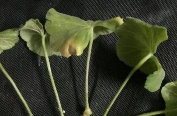 如何繁殖天竺葵（掌握关键技巧，轻松培育你的天竺葵花园）