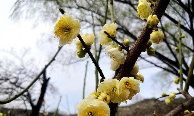 梅花剪枝的正确姿势（叶子长出来了，还能剪吗？——解决梅花剪枝问题）