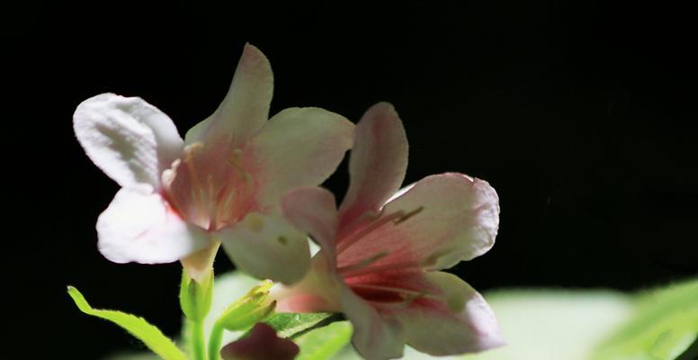 锦带花花语之意义与传承（探寻锦带花背后的深意）