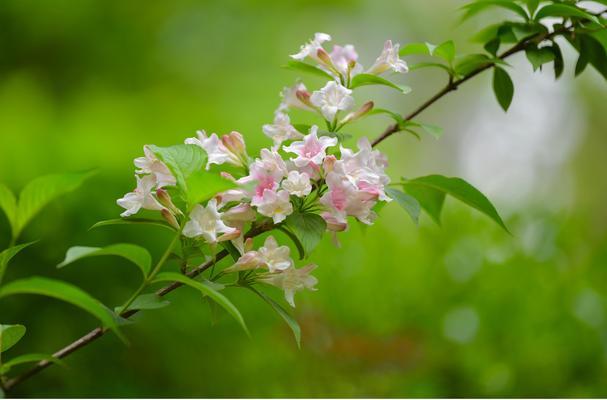 锦带花花语之意义与传承（探寻锦带花背后的深意）