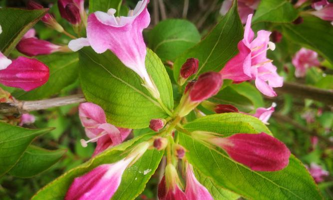 锦带花花语之意义与传承（探寻锦带花背后的深意）