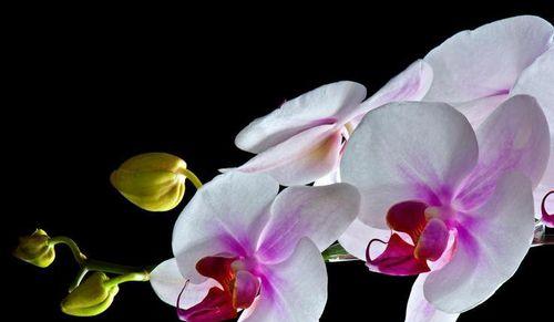 探秘蝴蝶兰的品种（了解蝴蝶兰的种类和特征，打造属于自己的花园）