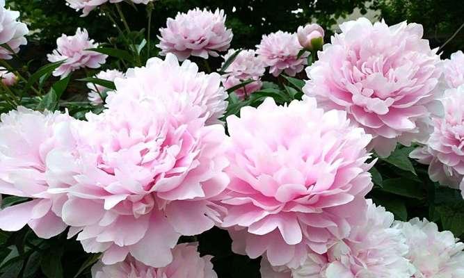 探秘芍药花的特点（从形态到用途，全方位解读芍药花）