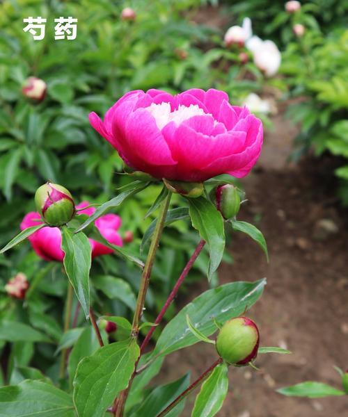 探秘芍药花的特点（从形态到用途，全方位解读芍药花）