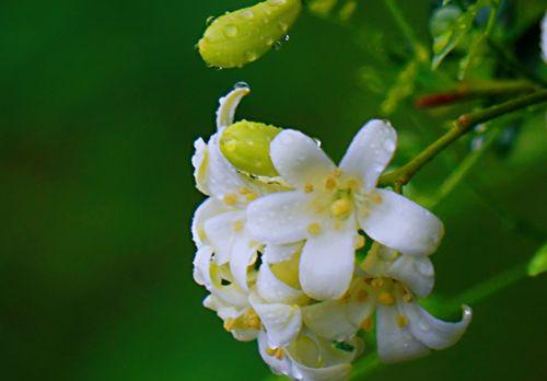 九里香花语之美——花开如画，情深意浓（九里香花语的象征与意义）