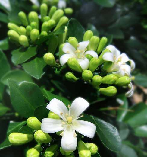 九里香花语之美——花开如画，情深意浓（九里香花语的象征与意义）