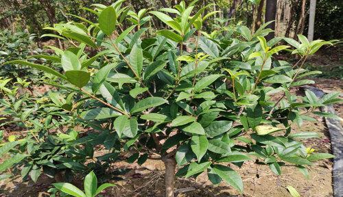 如何种植健康茂盛的桂花树（从选择品种到日常管理，让你轻松享受桂花香）