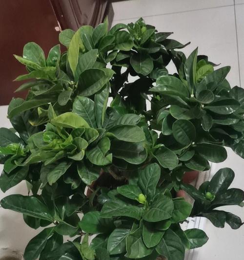春季花卉盆栽换盆的方法（如何给花卉盆栽进行合适的换盆，让它们在春季焕发新生命）