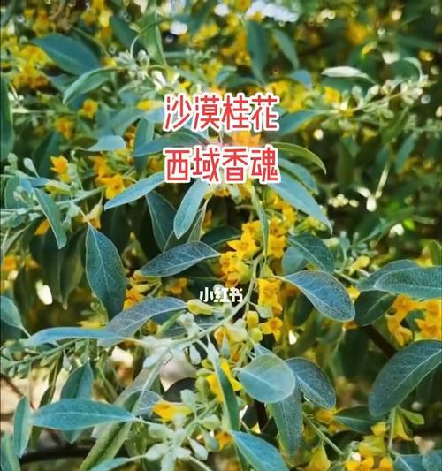 沙枣开花时间的特点（了解沙枣的花期，更好地种植和管理）