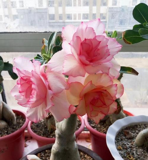 如何正确养护沙漠玫瑰（掌握关键技巧，打造独特风格）