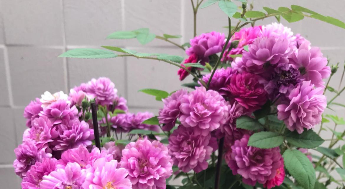 甜蜜马车花养殖方法详解（甜蜜马车花养殖技巧，让你轻松打造一片浪漫花海）