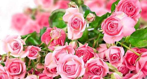 浪漫之花——玫瑰花的象征意义（探秘玫瑰花的各种含义，送花不再迷茫）