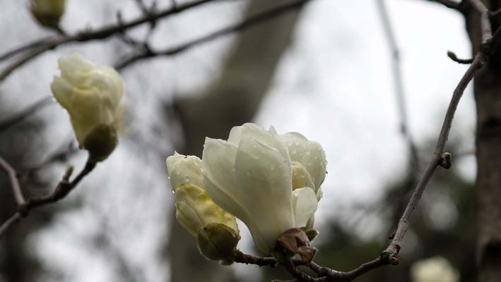 揭秘上海市花（品味城市繁华，探寻独特魅力）