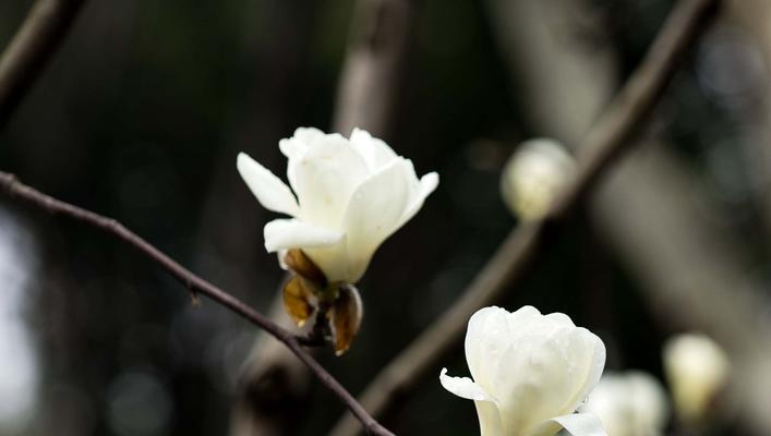 揭秘上海市花（品味城市繁华，探寻独特魅力）