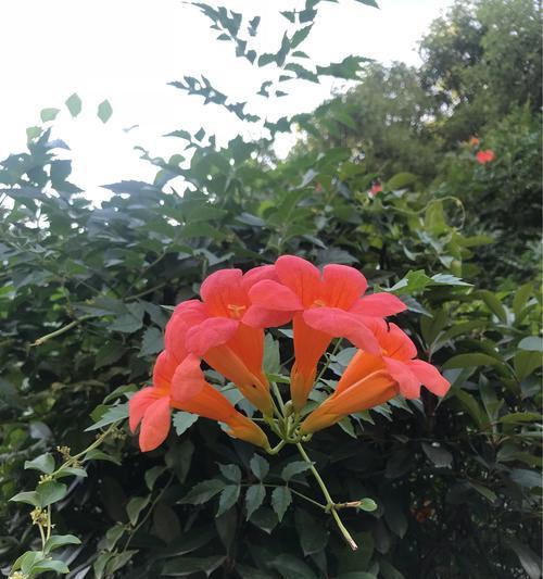 秋天的花（五彩缤纷的花儿在秋季绽放）